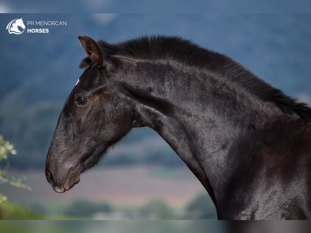 Menorquin Mare Foal (01/2024) 15,3 hh Black in Menorca