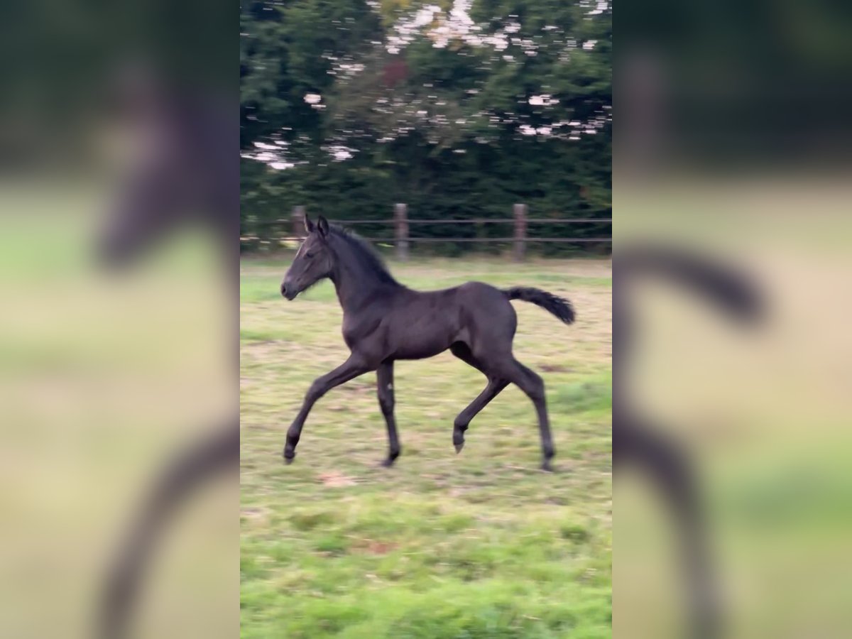 Menorquin Mare Foal (07/2025) 16 hh Black in Ninove
