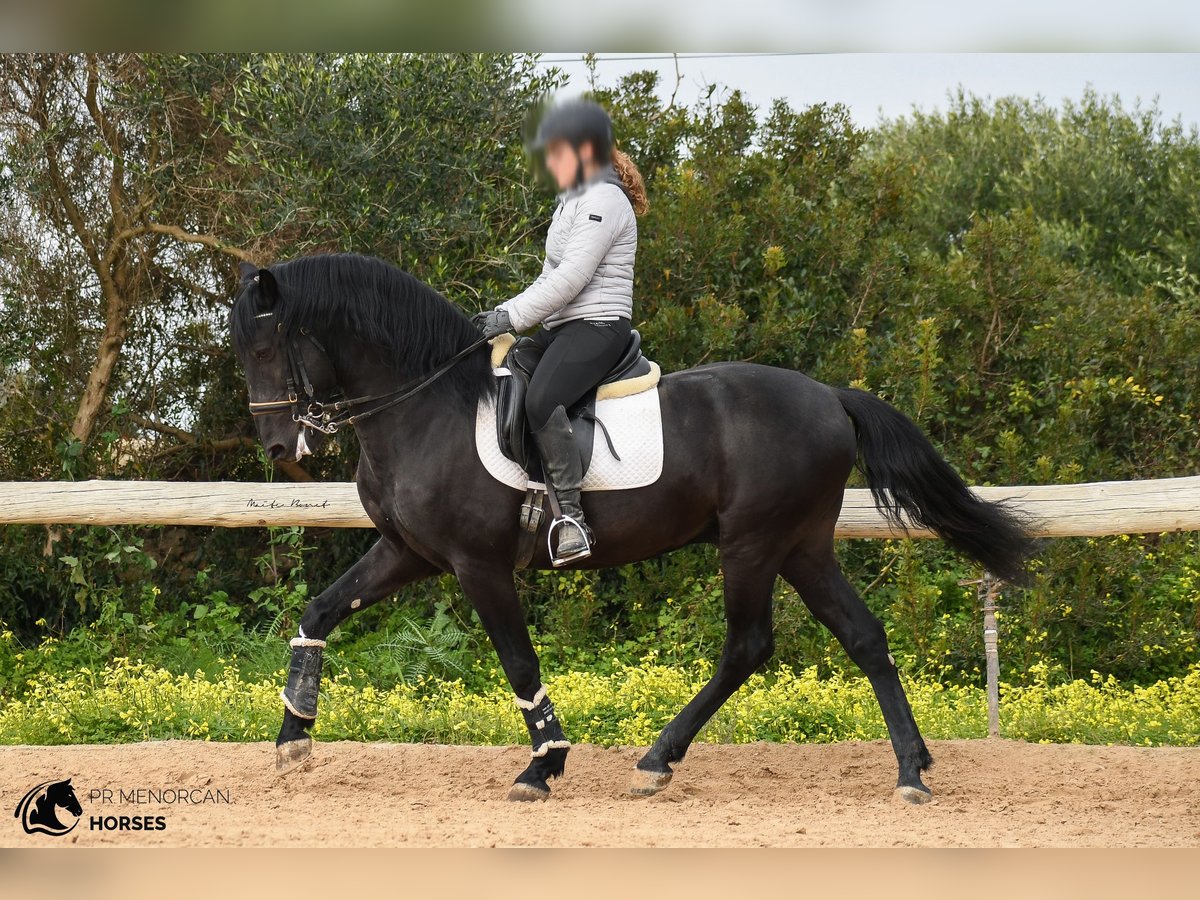 Menorquin Ogier 13 lat 156 cm Kara in Menorca