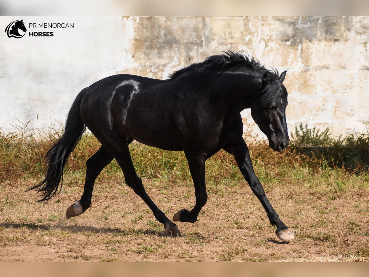 Menorquin Ogier 4 lat 162 cm Kara in Menorca