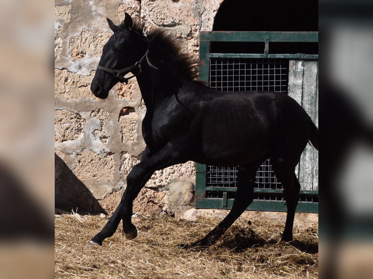 Menorquin Ogier Źrebak (04/2024) 162 cm Kara in Menorca