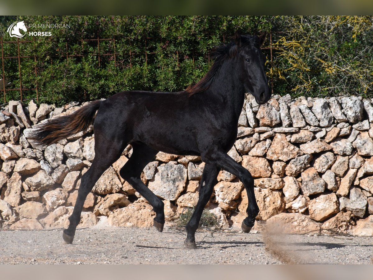 Menorquín Semental 1 año 163 cm Negro in Menorca