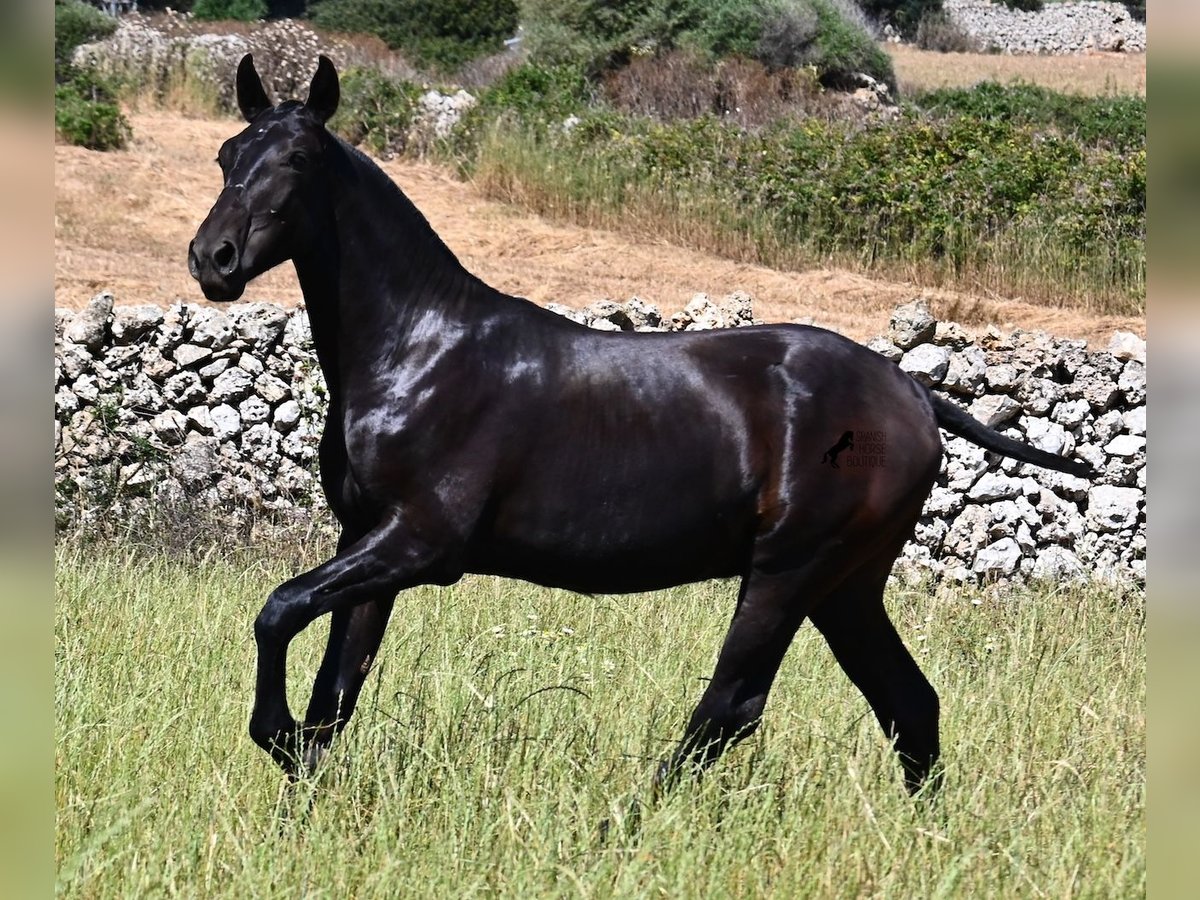 Menorquín Semental 1 año 165 cm Negro in Menorca
