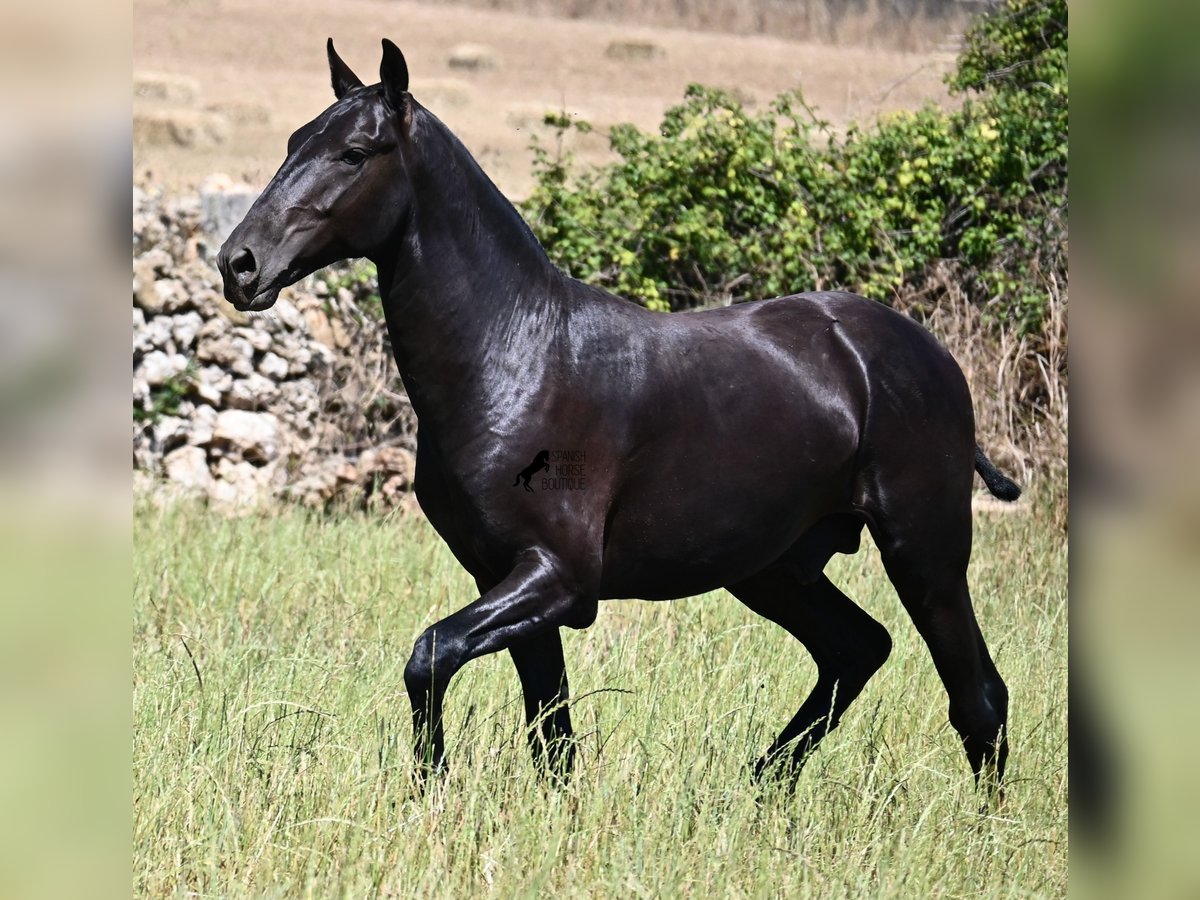 Menorquín Semental 1 año 165 cm Negro in Menorca