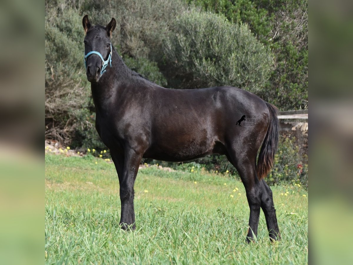 Menorquín Semental 2 años 142 cm Negro in Menorca