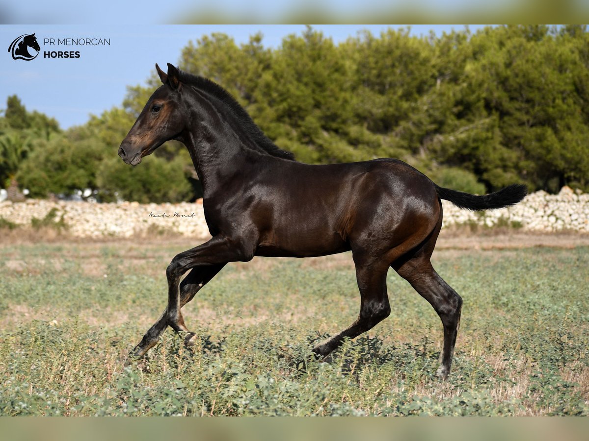 Menorquín Semental 2 años 161 cm Negro in Menorca