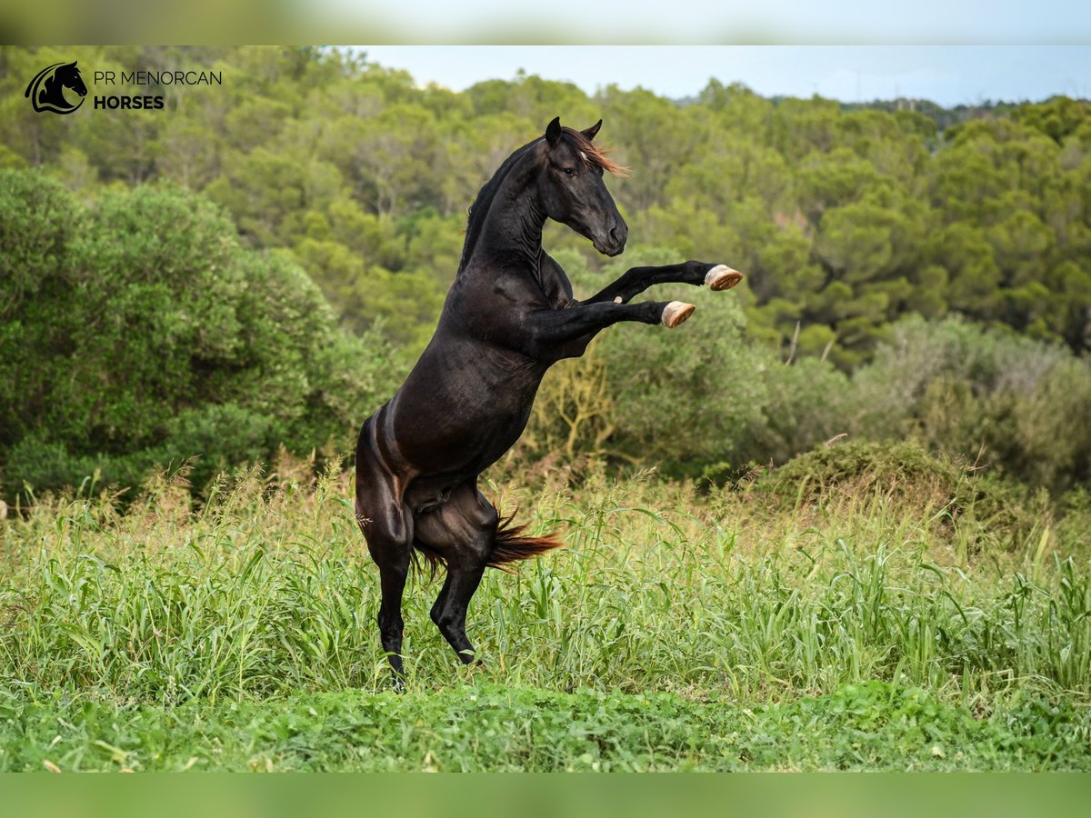 Menorquín Semental 3 años 152 cm Negro in Menorca