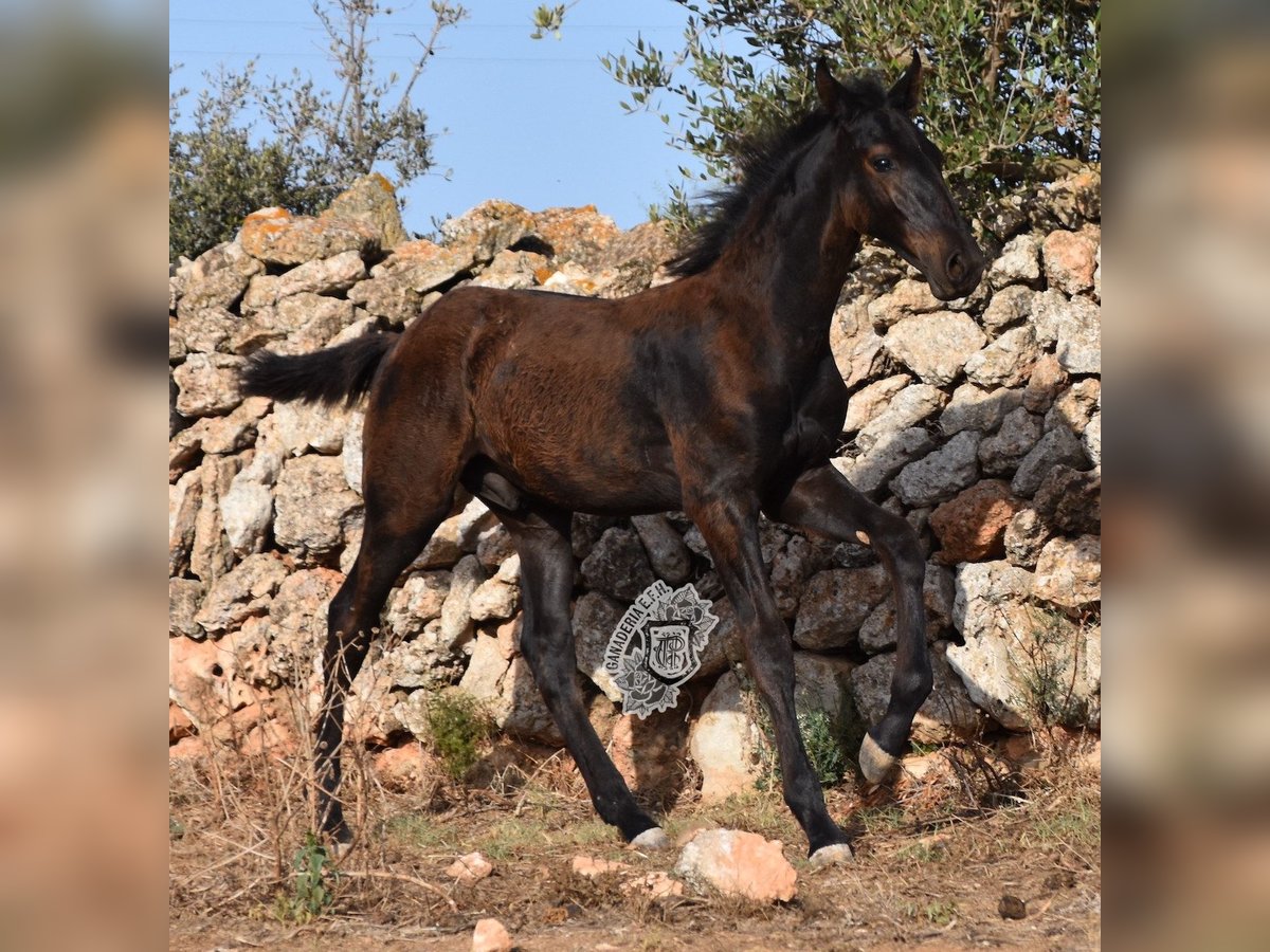 Menorquín Semental Potro (04/2024) 162 cm Negro in Menorca