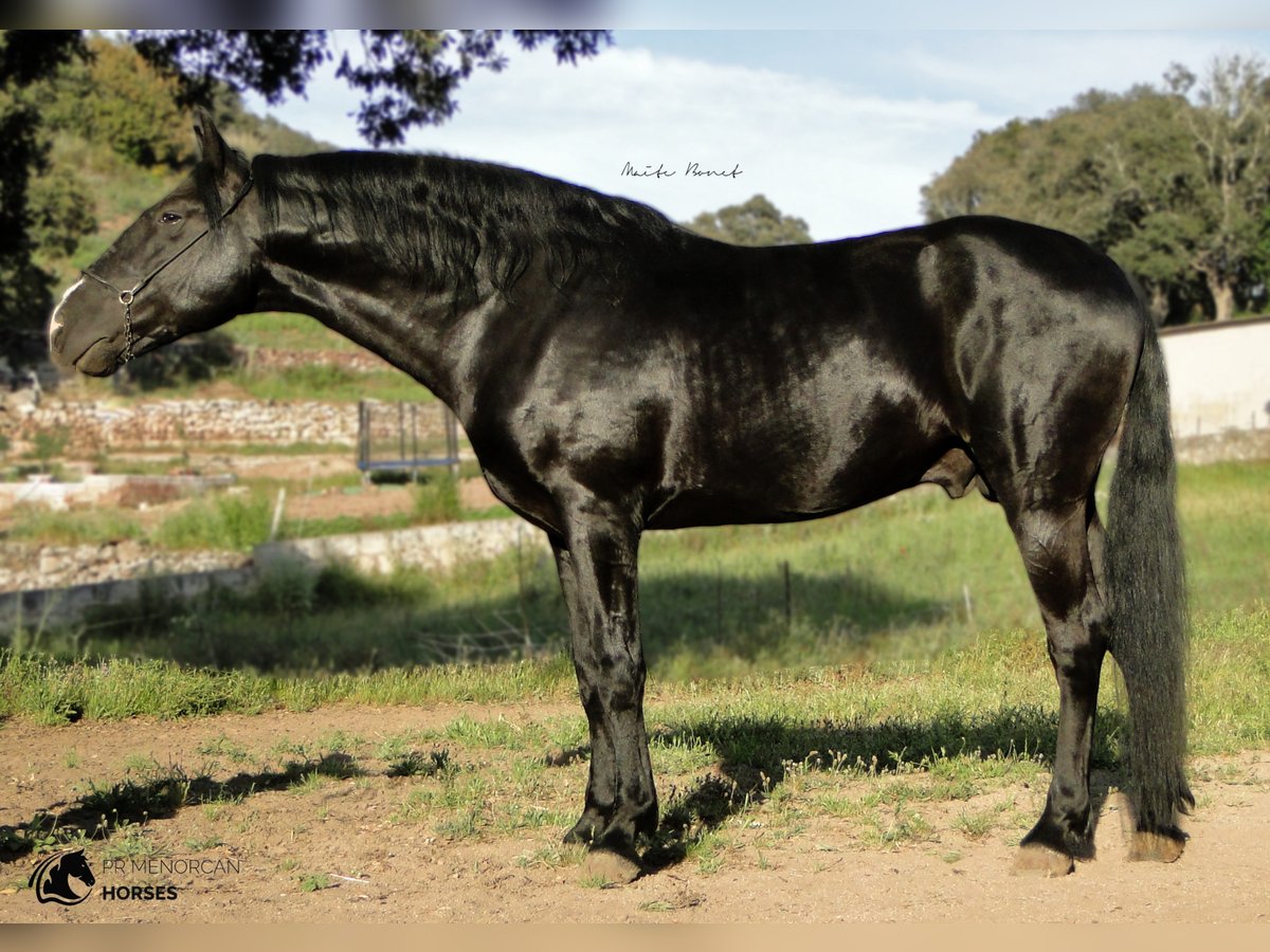 Menorquin Stallion 10 years 16 hh Black in Ciutadella de Menorca