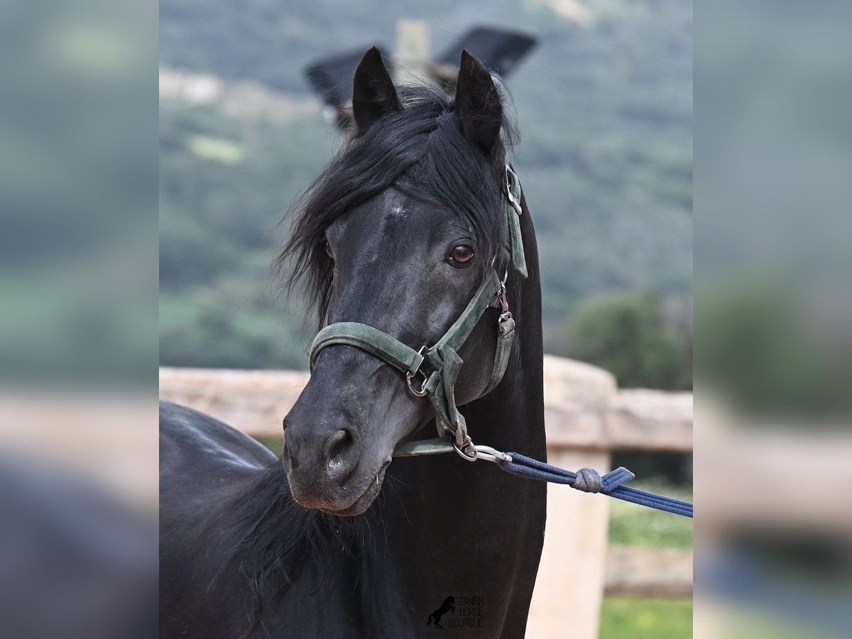 Menorquin Stallion 15 years 15,1 hh Black in Menorca