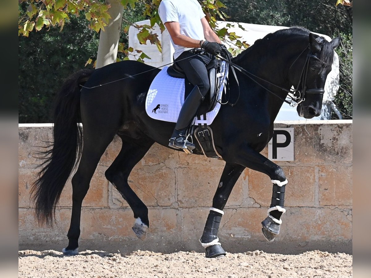 Menorquin Stallion 17 years 16,1 hh Black in Menorca