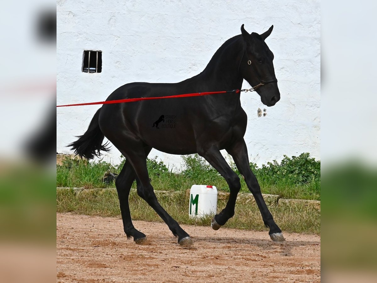 Menorquin Stallion 1 year 15,2 hh Black in Menorca