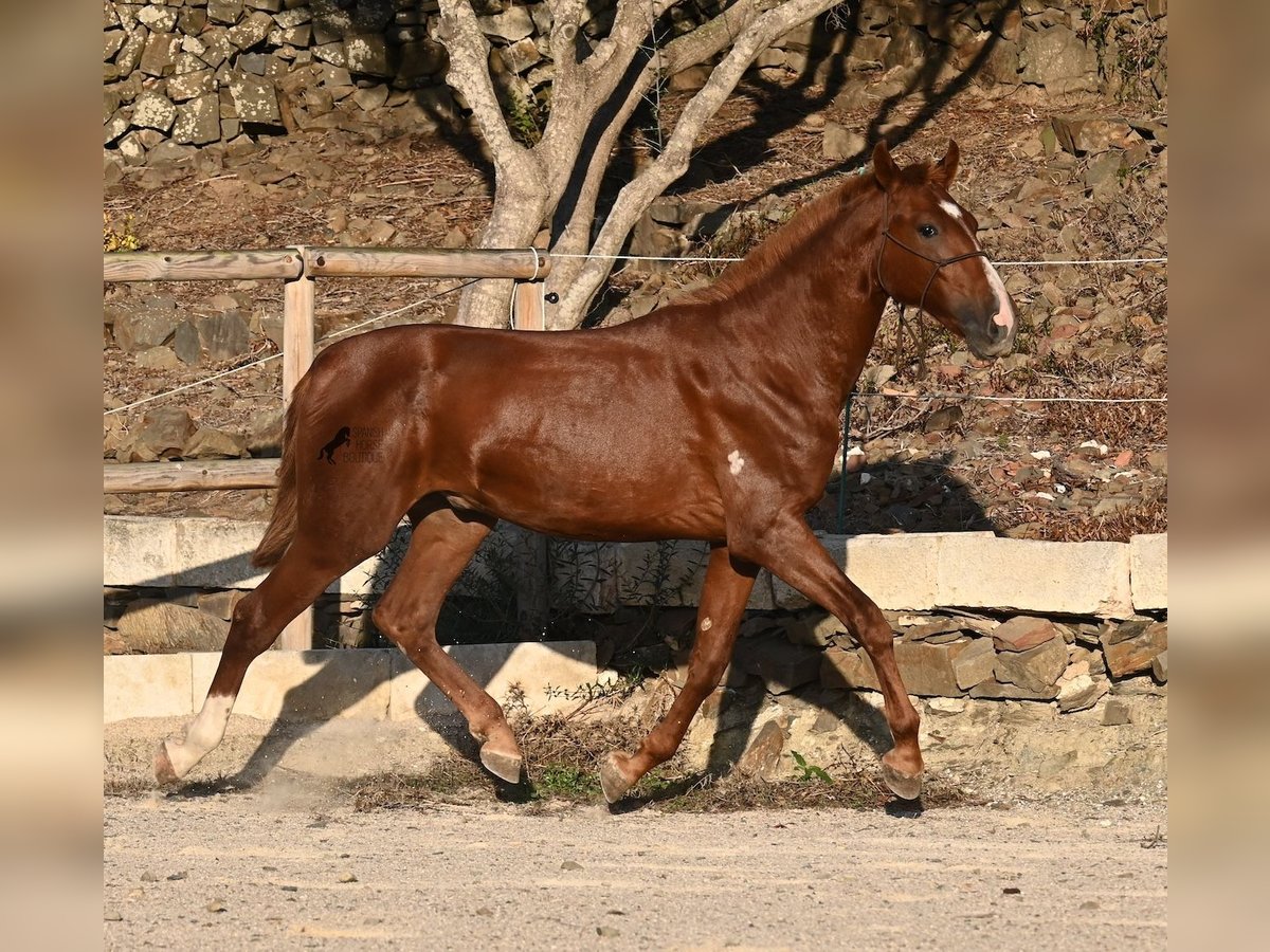 Menorquin Stallion 1 year 16 hh Chestnut-Red in Menorca