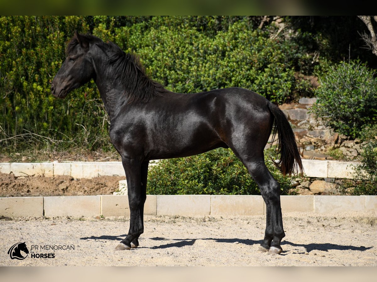 Menorquin Stallion 2 years 15,2 hh Black in Menorca