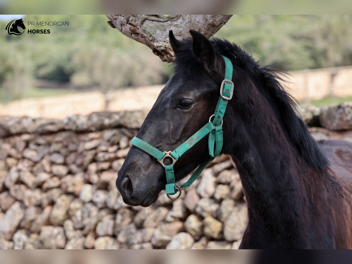 Menorquin Stallion 2 years 15,2 hh Black in Menorca