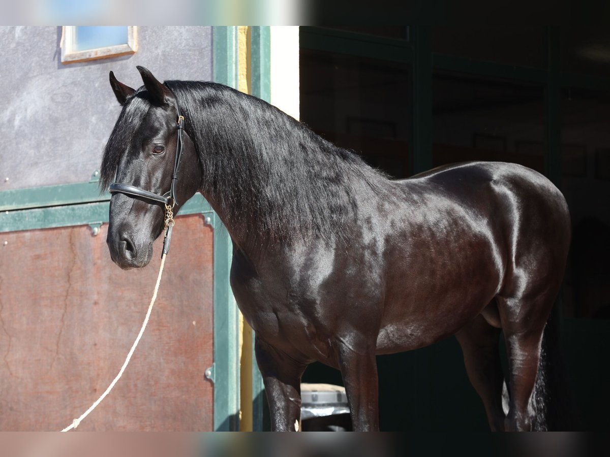 Menorquin Stallion 6 years 15,1 hh Black in Menorca