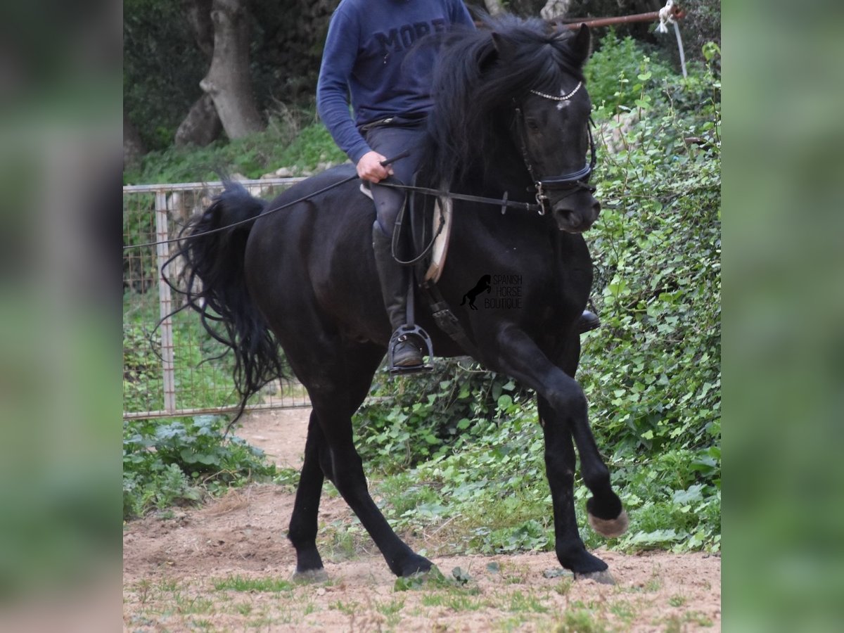 Menorquin Stallion 6 years 15,2 hh Black in Menorca