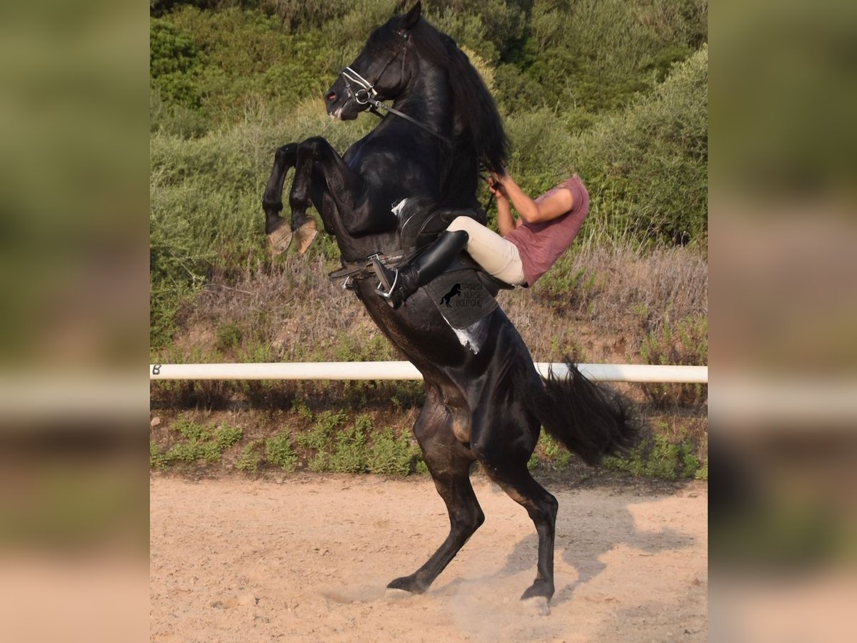 Menorquin Stallion 6 years 16,2 hh Black in Menorca