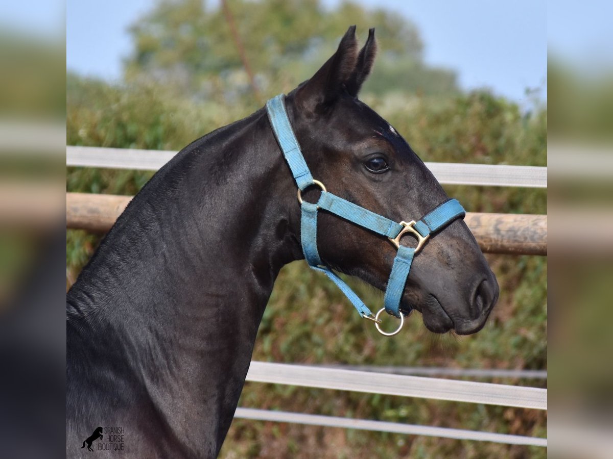 Menorquin Stallion Foal (03/2024) 15,3 hh Black in Menorca