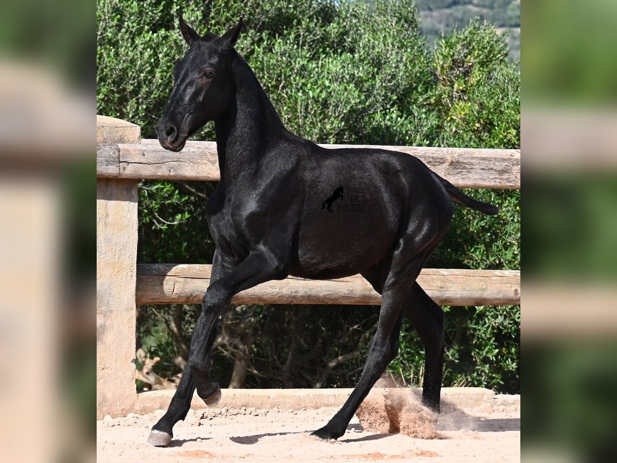 Menorquin Stallion Foal (02/2025) 15,2 hh Black in Menorca