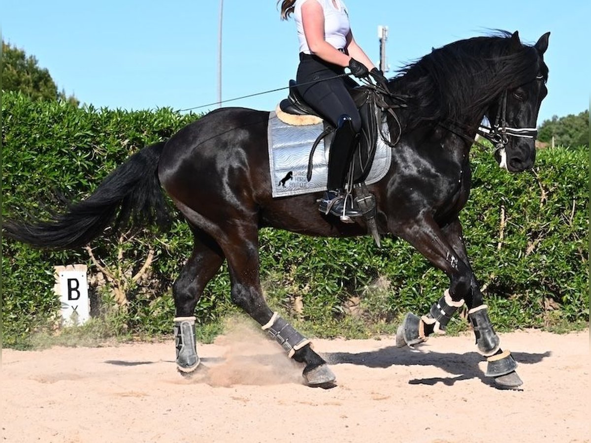 Menorquin Wałach 17 lat 165 cm Kara in Menorca