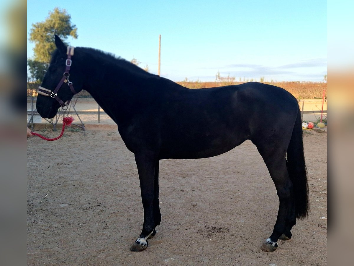 Menorquín Yegua 11 años 161 cm Negro in Ciutadella De Menorca