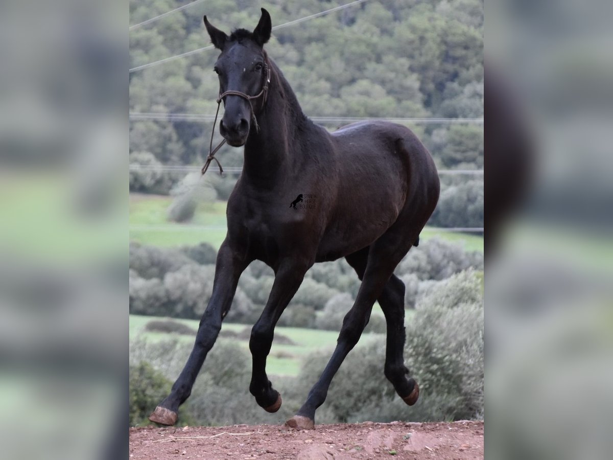 Menorquín Yegua 1 año 162 cm Negro in Menorca