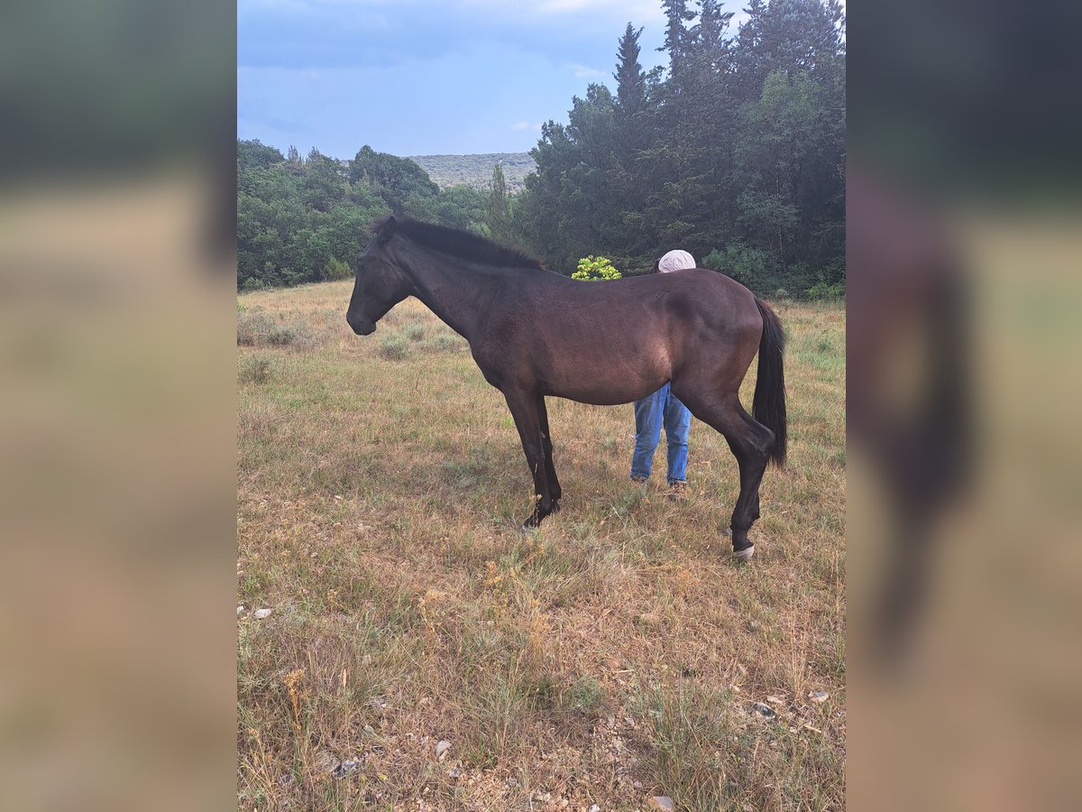Menorquín Yegua 1 año 165 cm Negro in Saint bauzille de putois