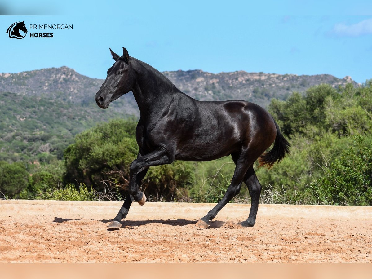 Menorquín Yegua 2 años 160 cm Negro in Menorca