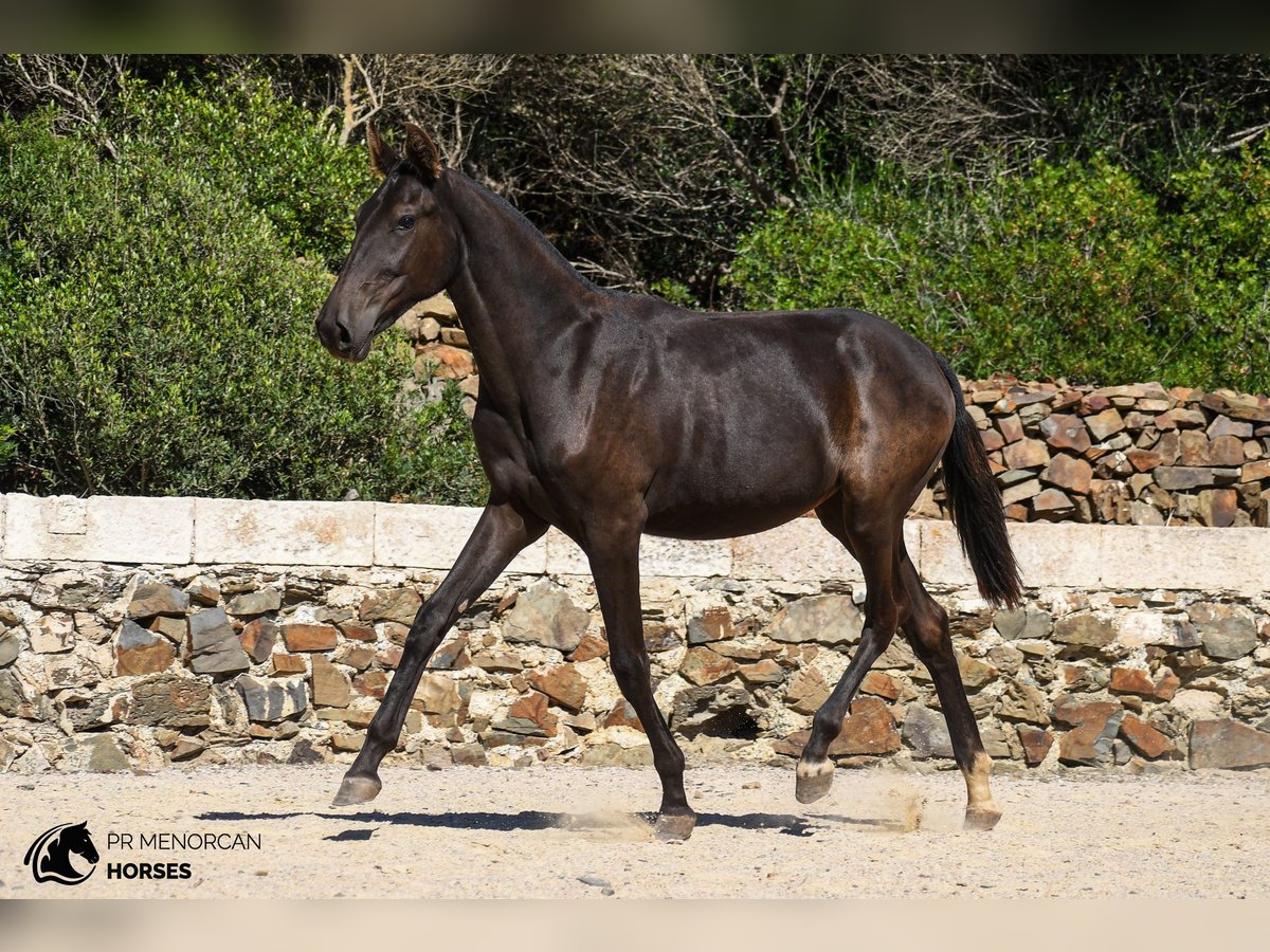 Menorquín Yegua 2 años 160 cm Negro in Menorca