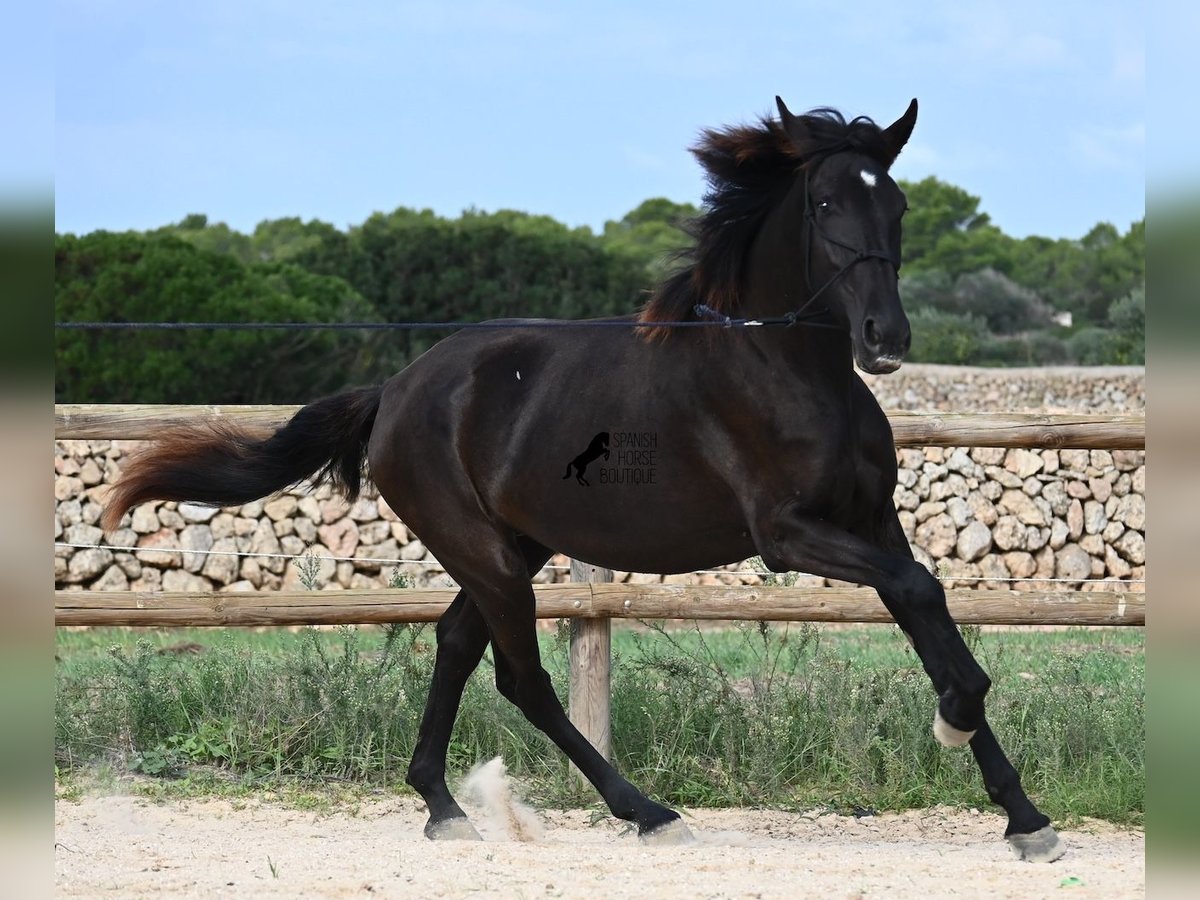 Menorquín Yegua 2 años 162 cm Negro in Menorca