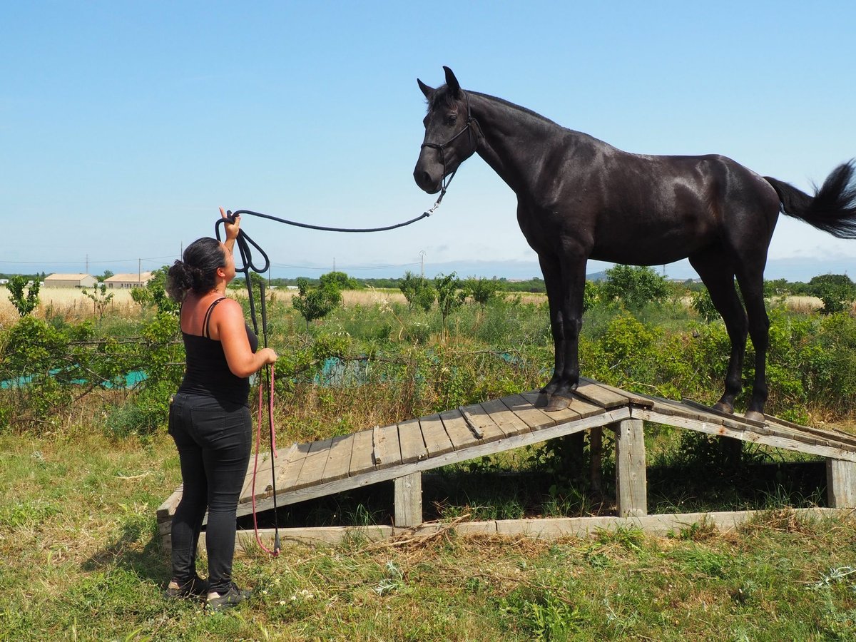 Menorquín Yegua 3 años 165 cm Negro in Laroque