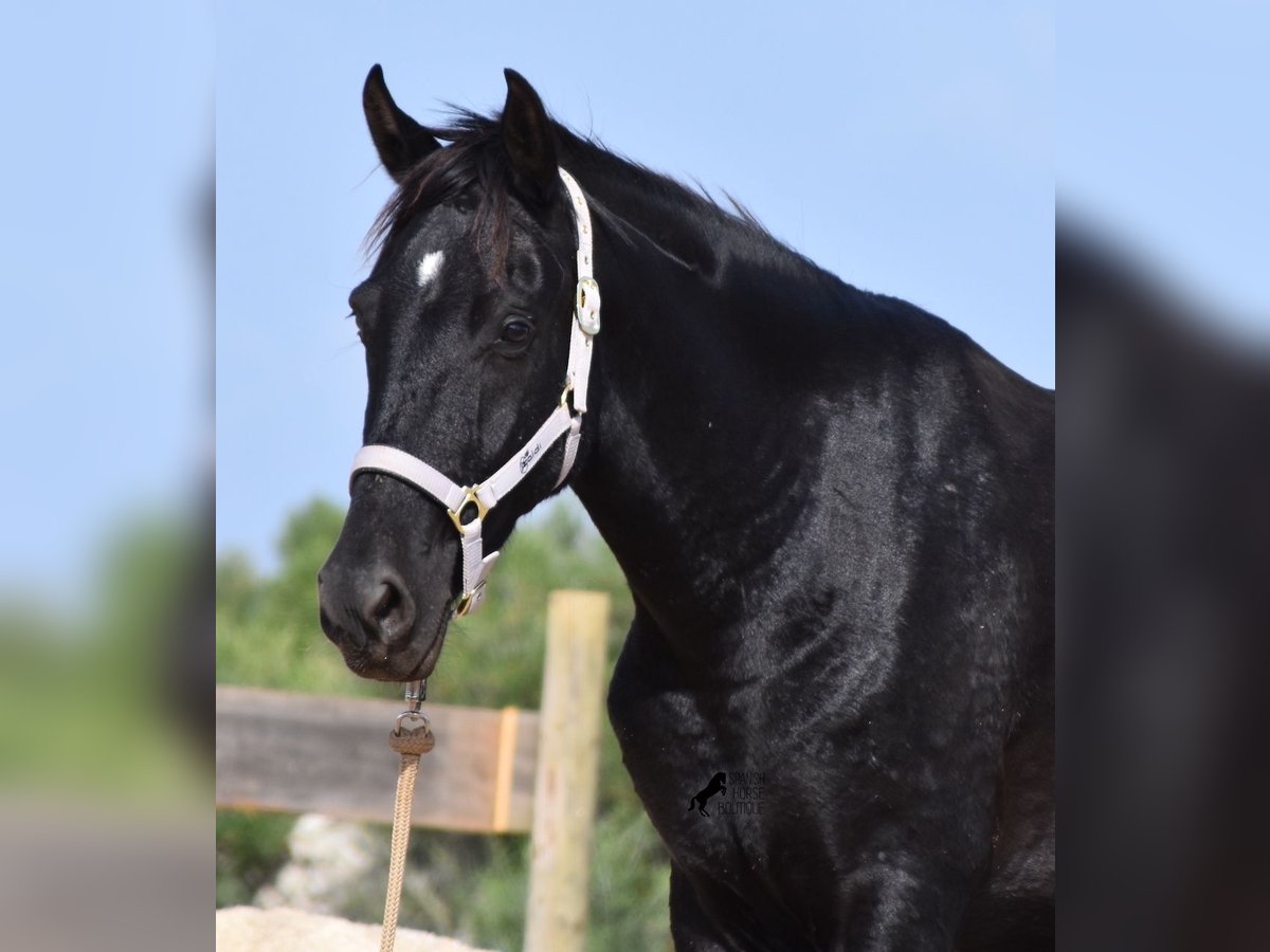 Menorquín Yegua 4 años 155 cm Negro in Menorca