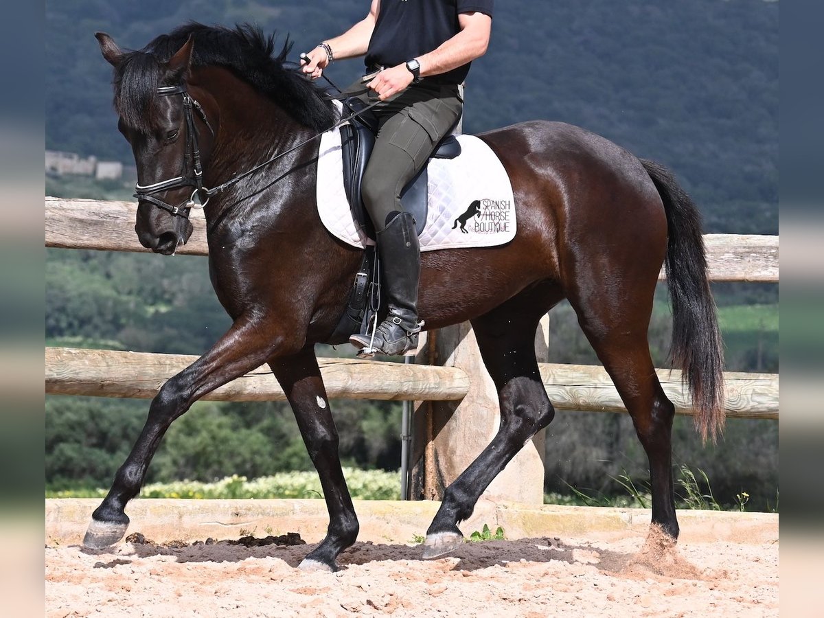 Menorquín Yegua 4 años 165 cm in Menorca
