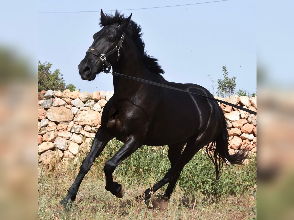 Menorquín Yegua 5 años 158 cm Negro in Menorca