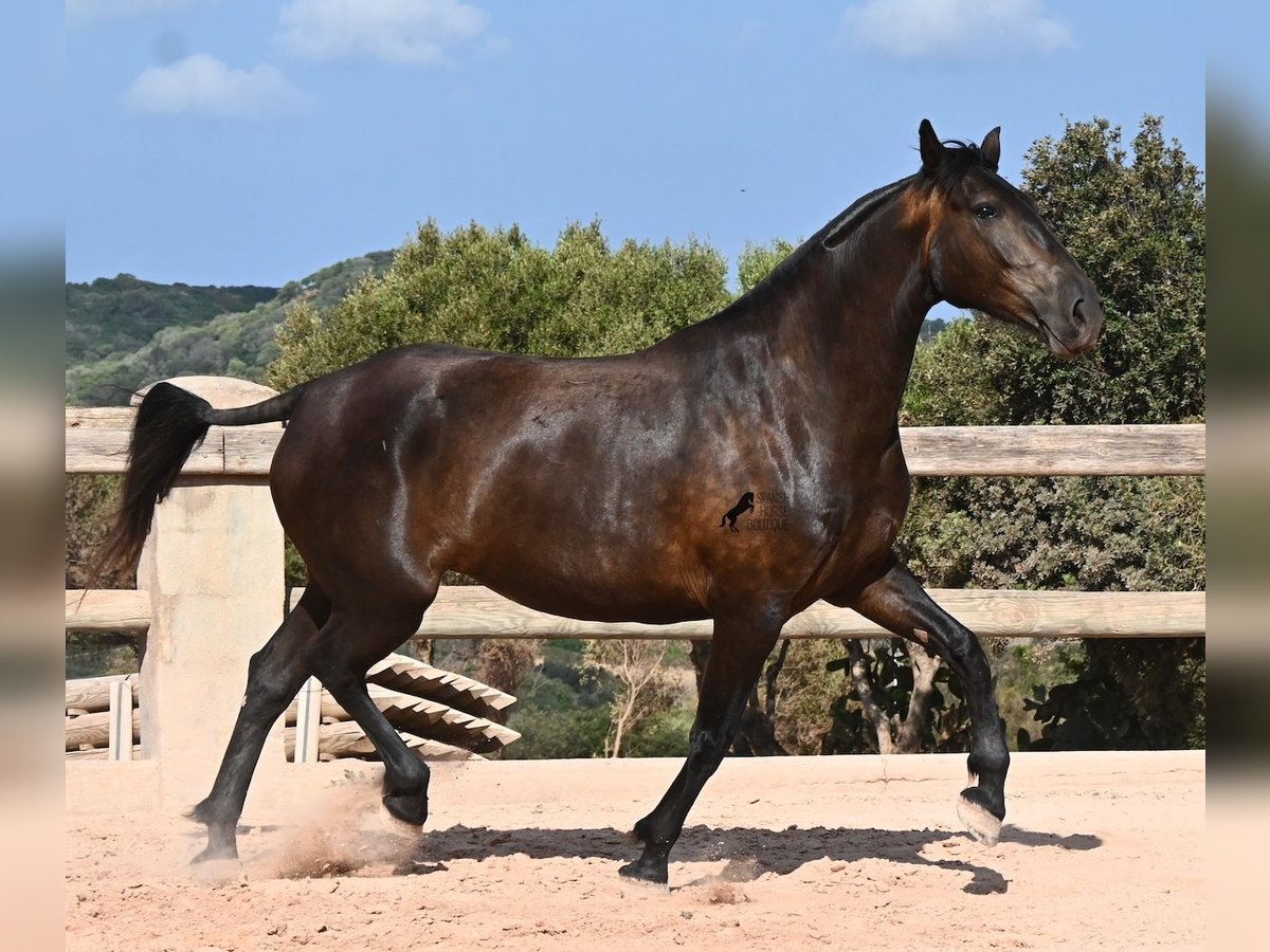 Menorquín, Yegua in Menorca