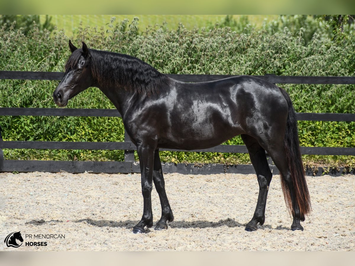 Menorquín Yegua 7 años 160 cm Negro in Kent