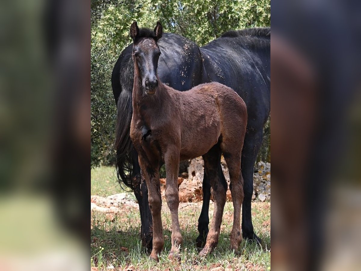 Menorquín Yegua Potro (02/2025) 163 cm Negro in Menorca