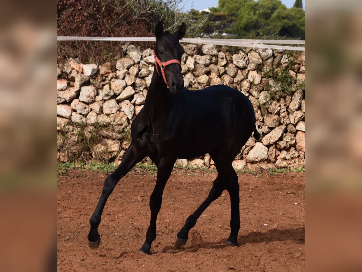 Menorquín Yegua Potro (02/2024) 167 cm Negro in Menorca