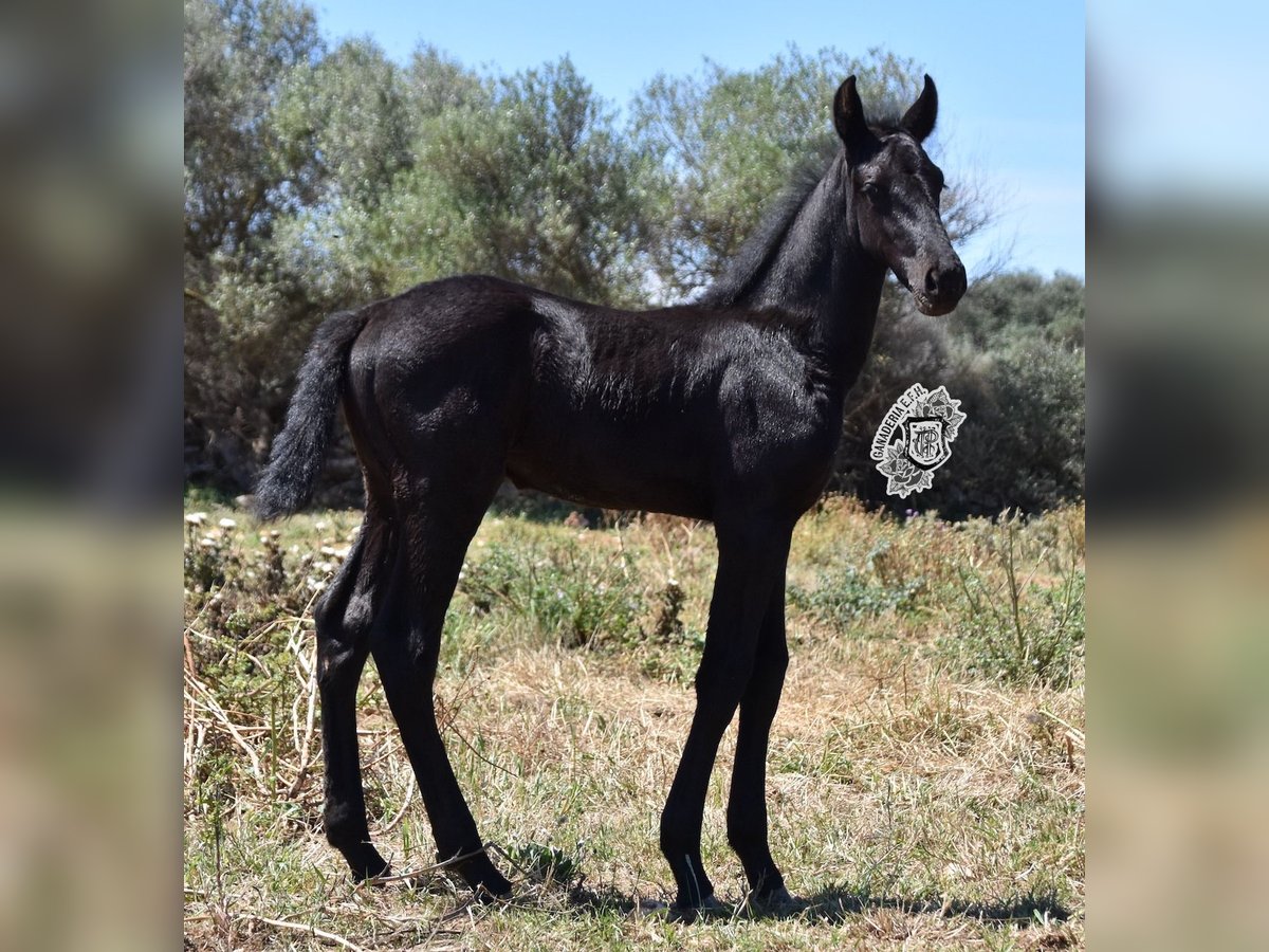 Menorquiner Hengst 1 Jahr 162 cm Rappe in Menorca