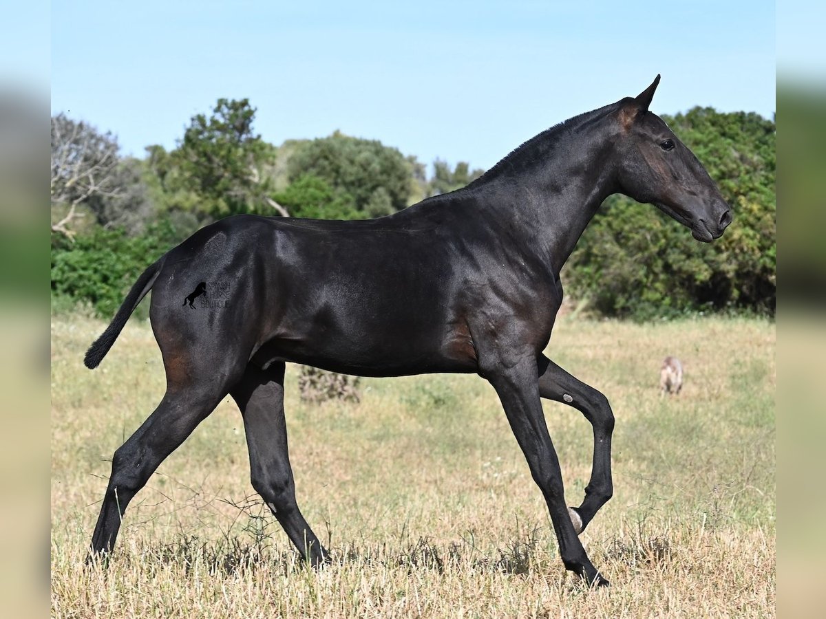 Menorquiner Hengst 1 Jahr 163 cm Rappe in Menorca