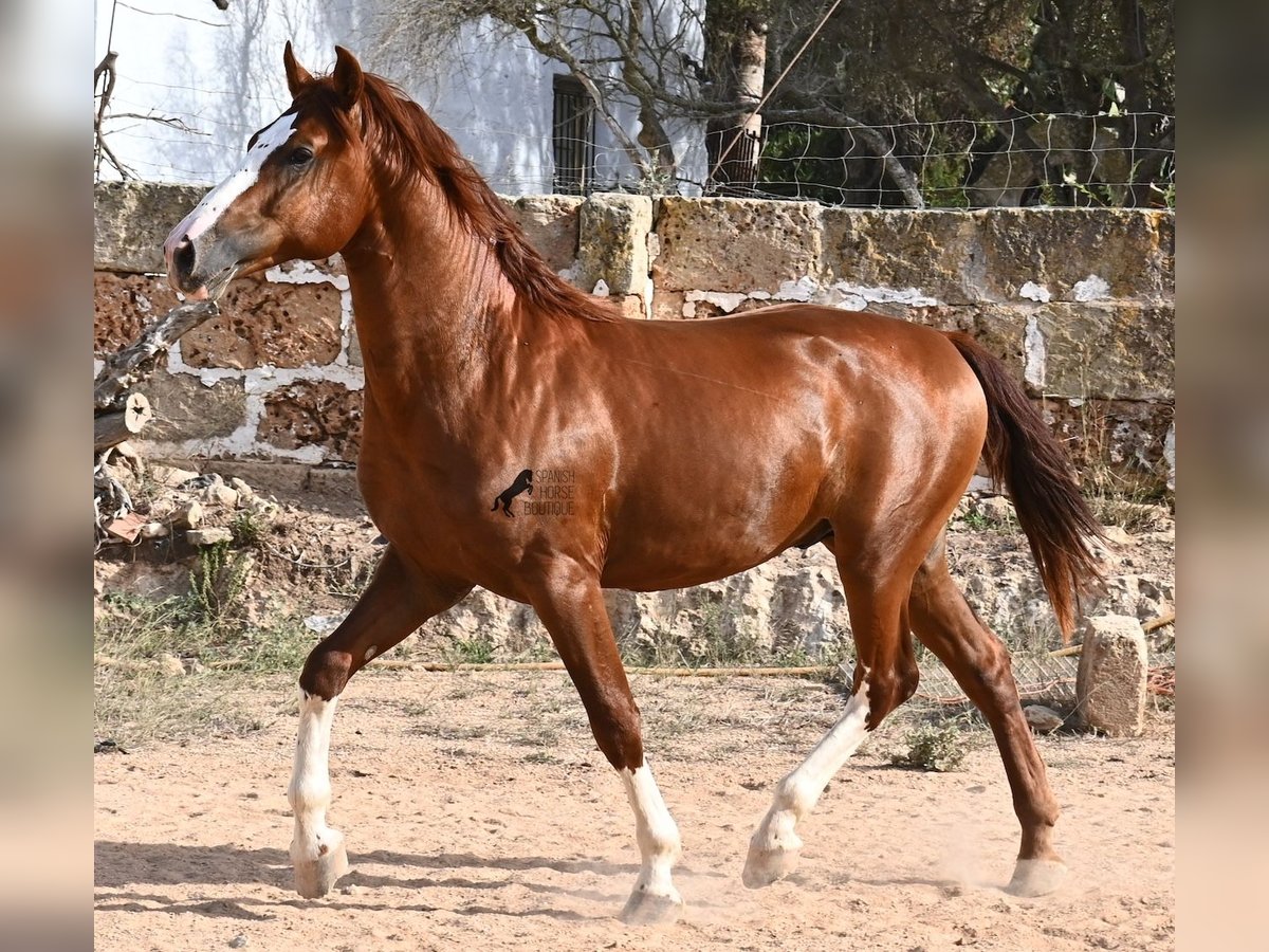 Menorquiner Hengst 2 Jahre 153 cm Fuchs in Menorca