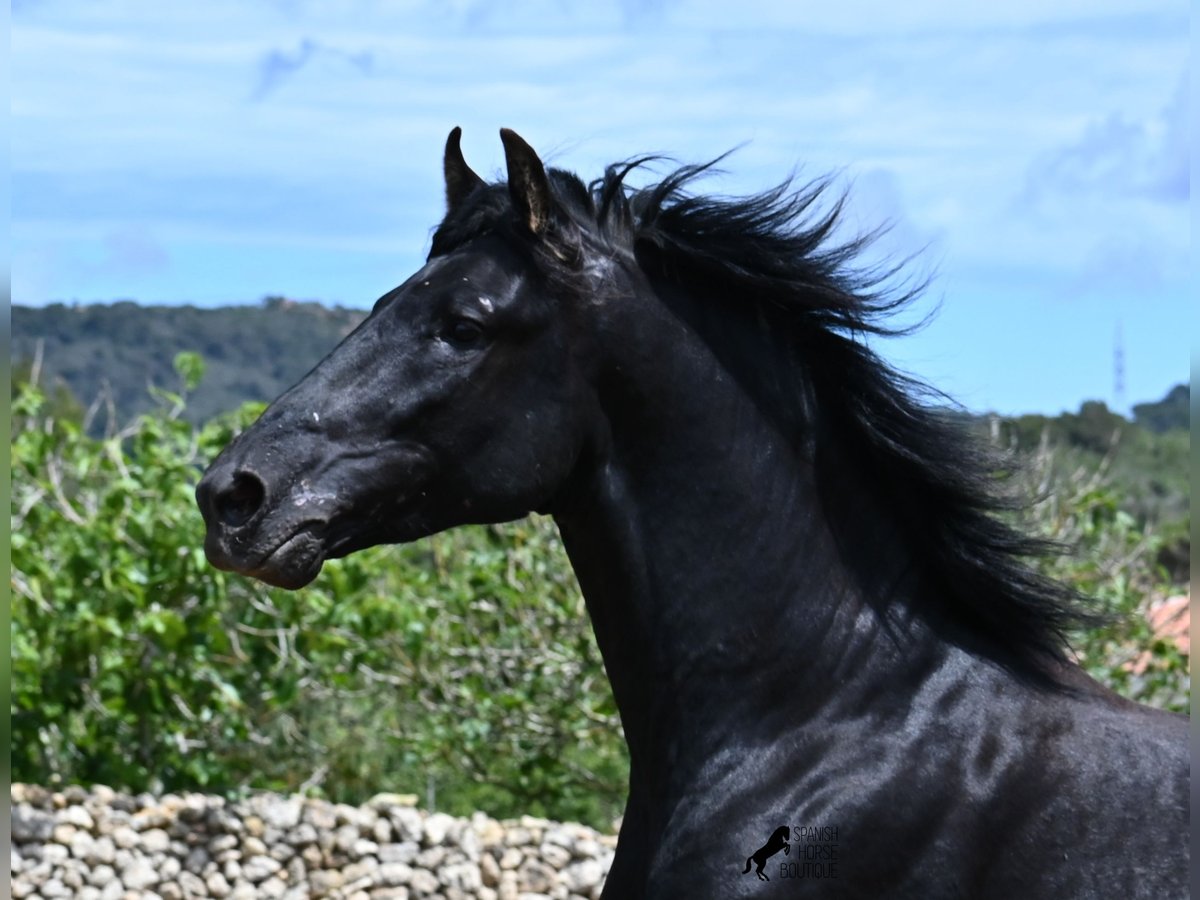 Menorquiner Hengst 3 Jahre 167 cm Rappe in Menorca