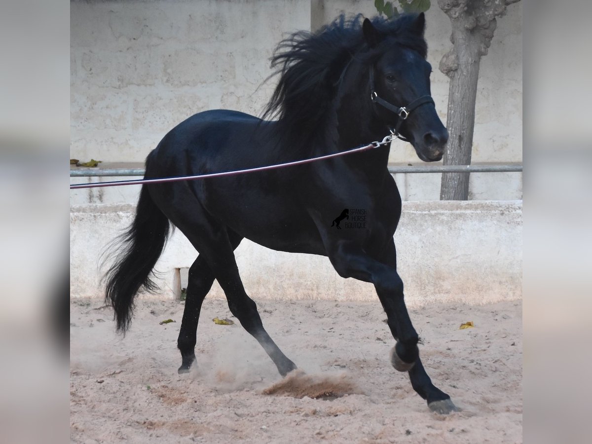 Menorquiner Hengst 4 Jahre 164 cm Rappe in Menorca