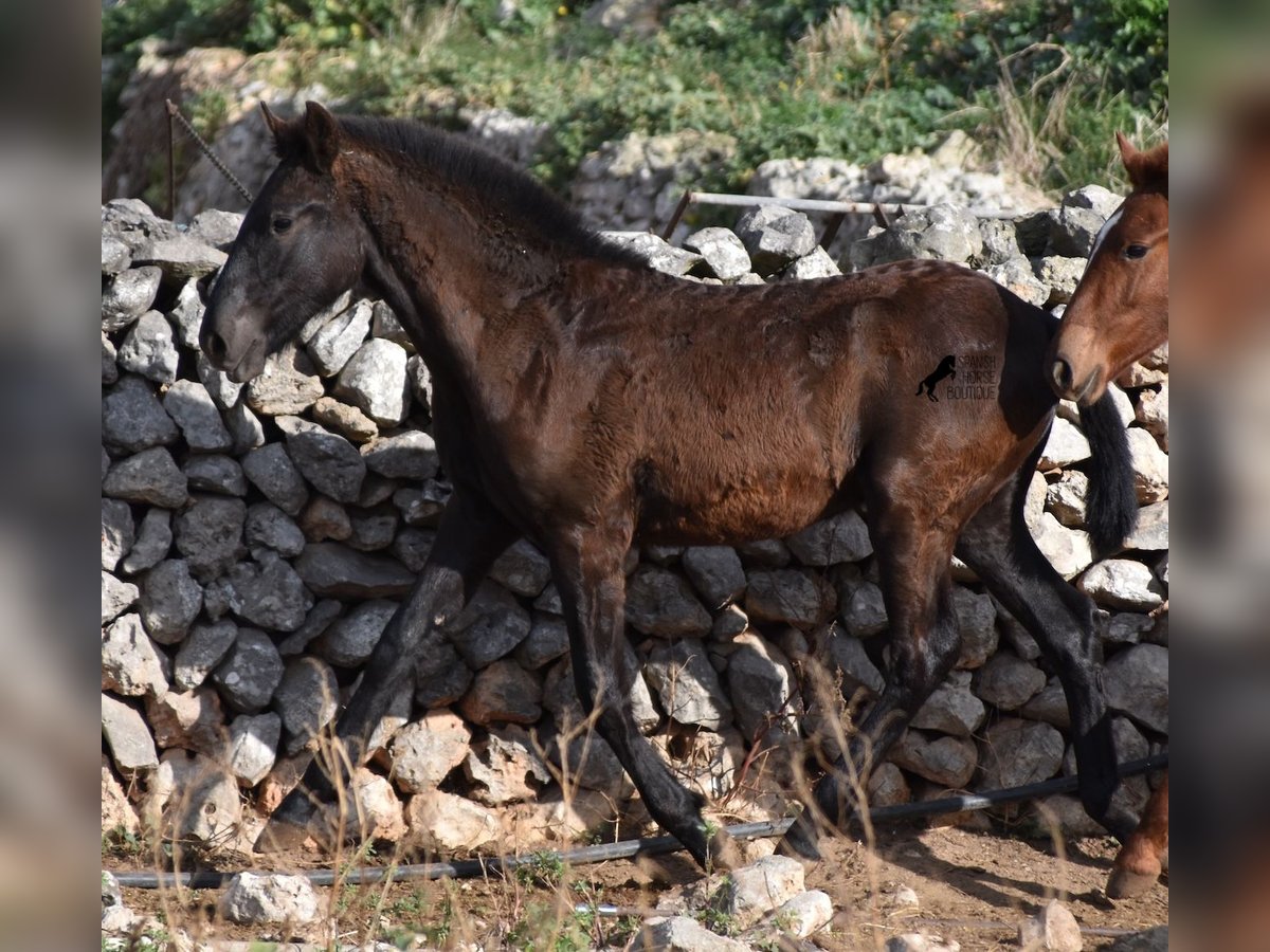 Menorquiner Hengst  162 cm Rappe in Menorca