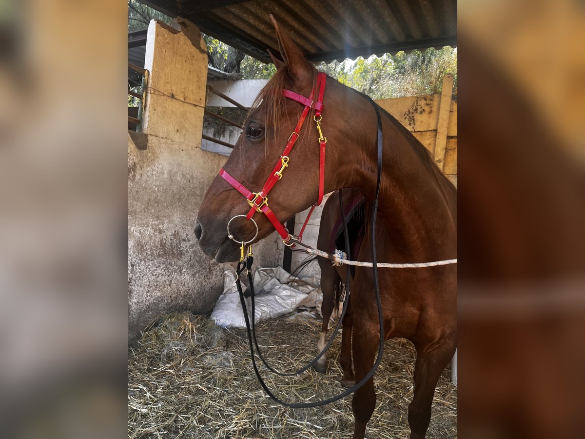Menorquiner Stute 13 Jahre 165 cm Fuchs in Barcelona