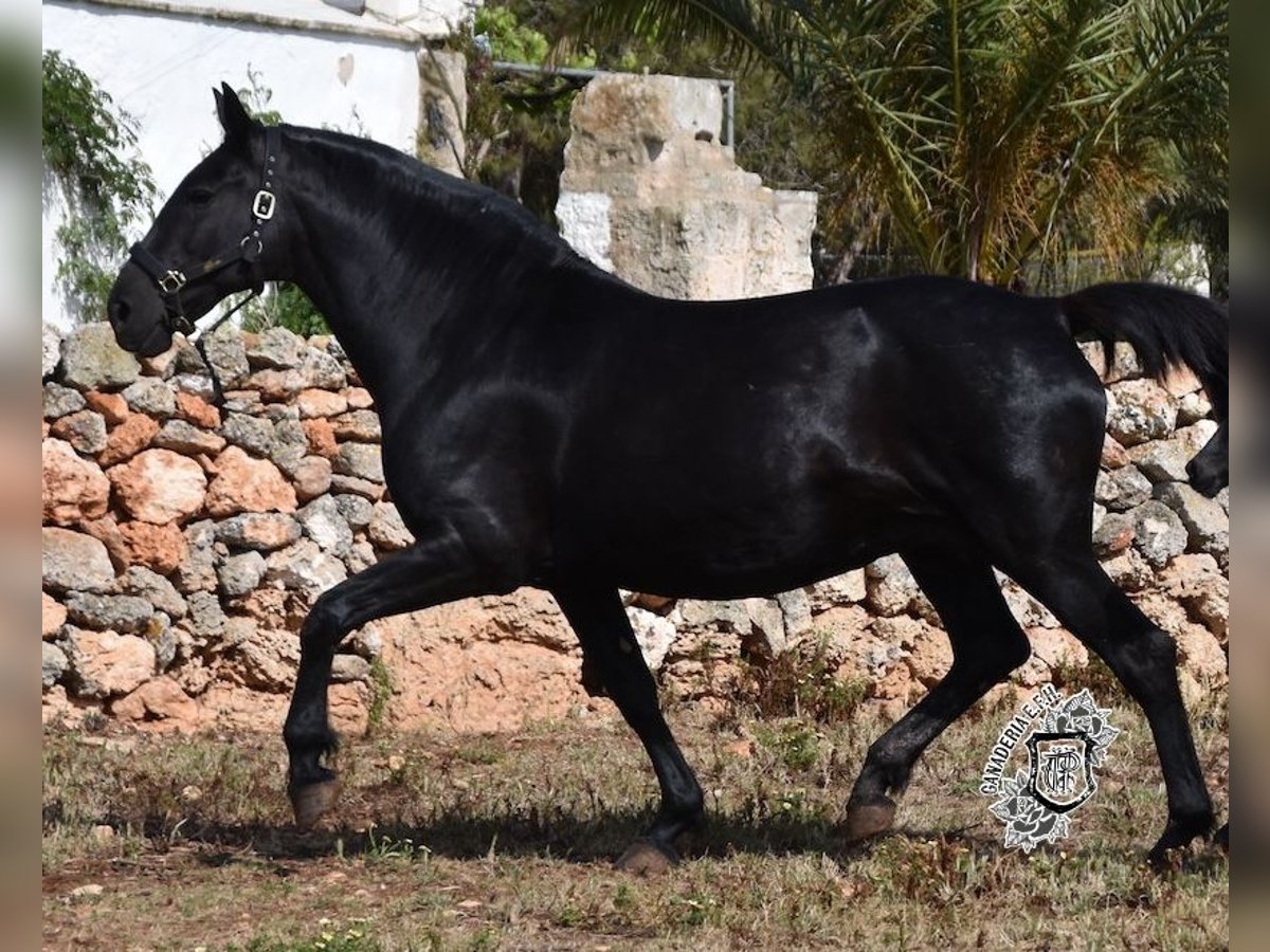 Menorquiner Stute 17 Jahre 165 cm Rappe in Menorca
