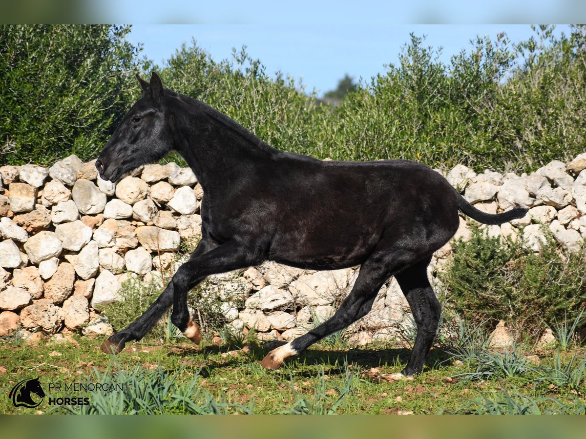 Menorquiner Stute 1 Jahr 160 cm Rappe in Menorca