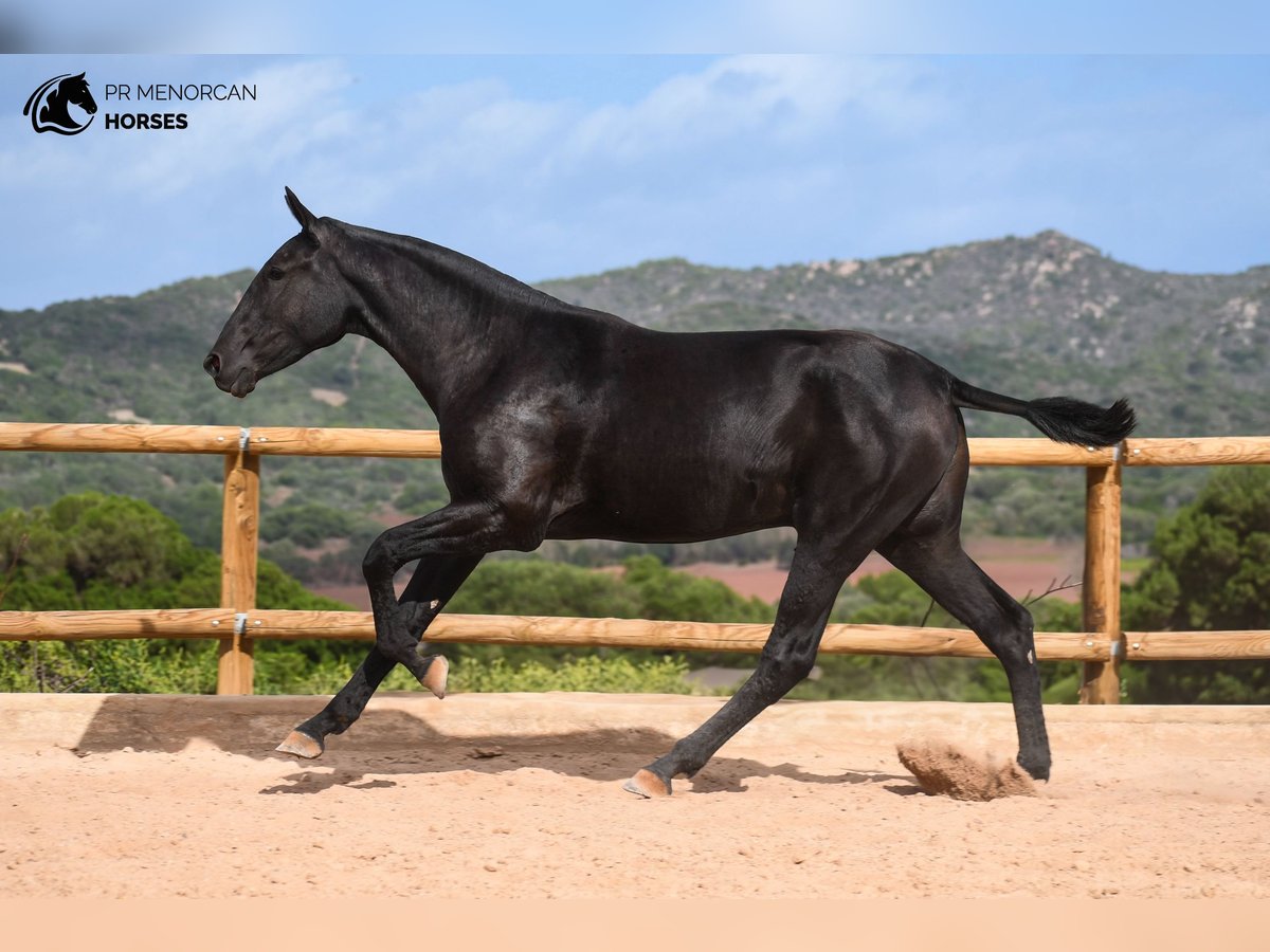 Menorquiner Stute 1 Jahr 162 cm Rappe in Menorca