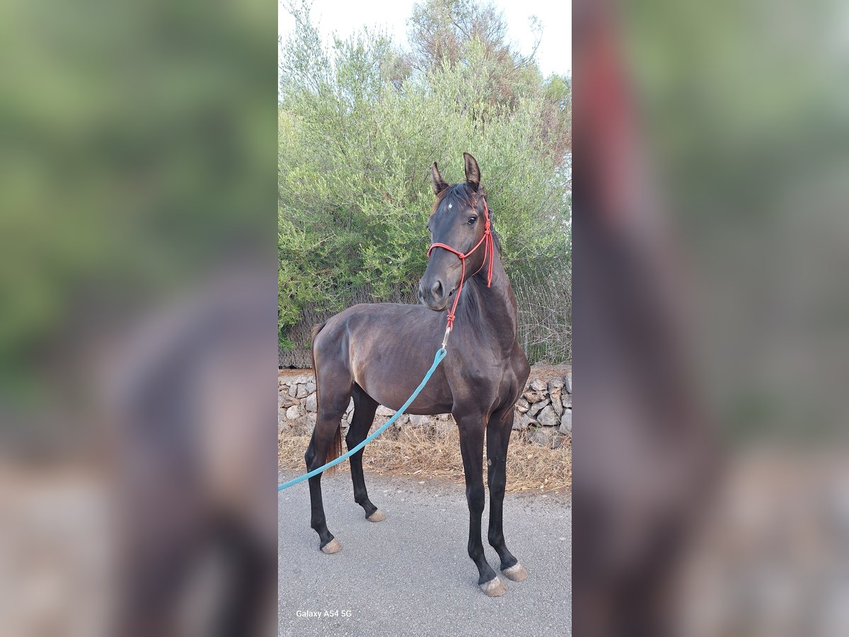 Menorquiner Stute 2 Jahre 165 cm Rappe in Manacor
